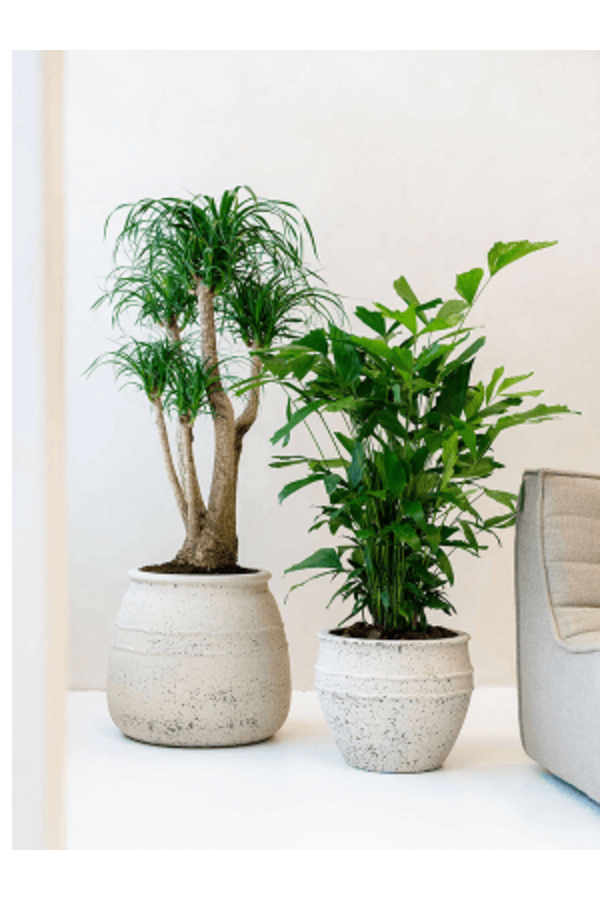 Mediterranean Athena M, kolor Chalk White