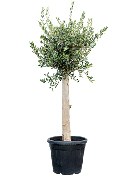 Olea Europaea