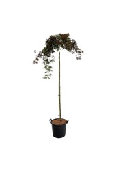 Klon palmowy Acer Orangeola