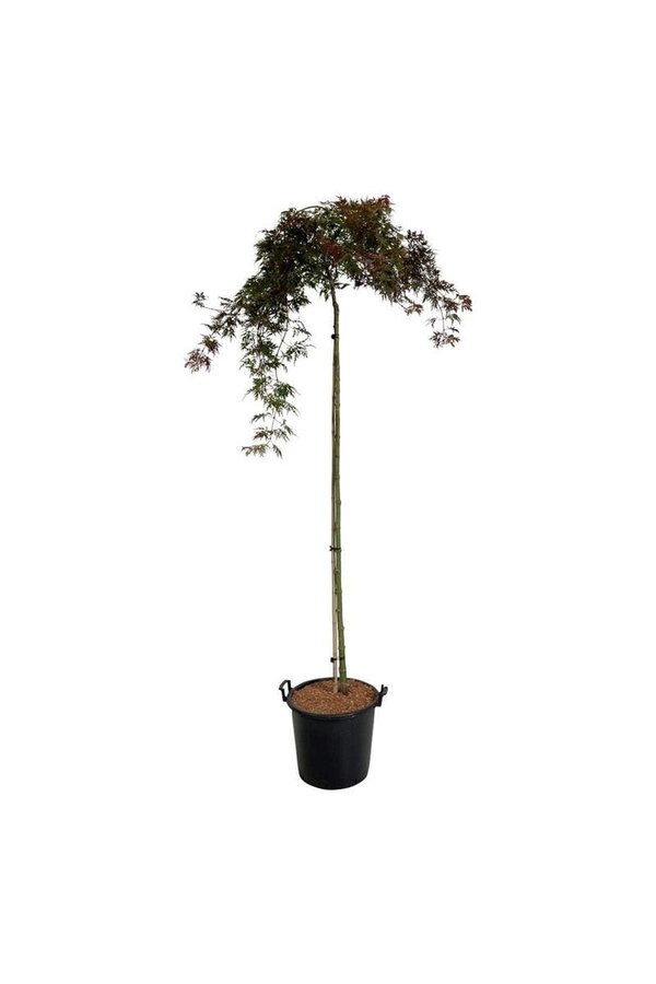 Klon palmowy Acer Orangeola