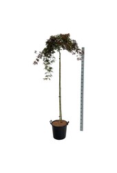 Klon palmowy Acer Orangeola