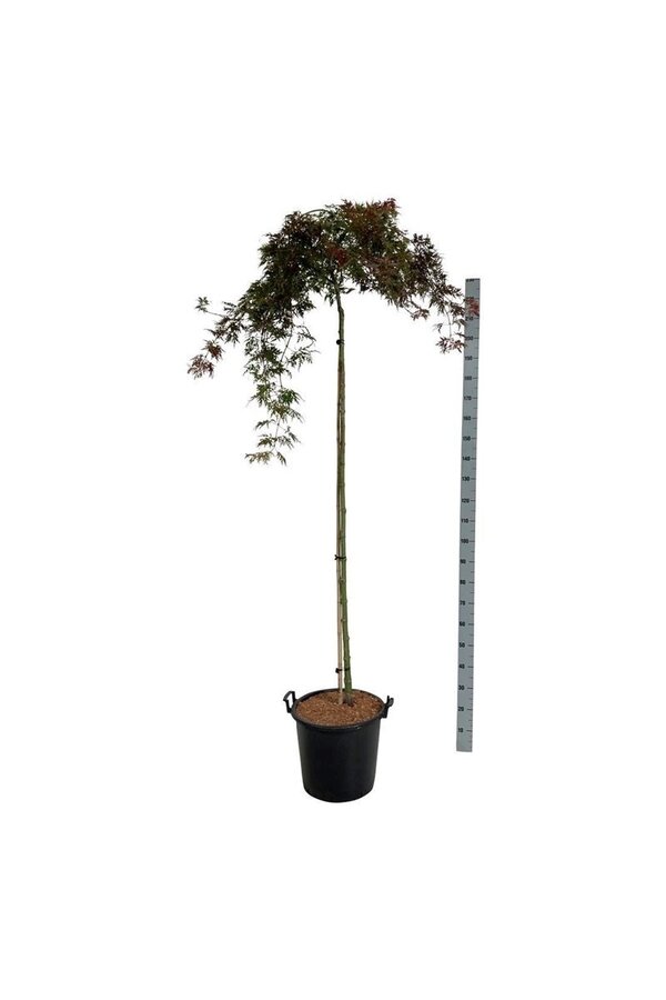 Klon palmowy Acer Orangeola