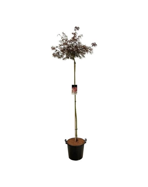 Acer