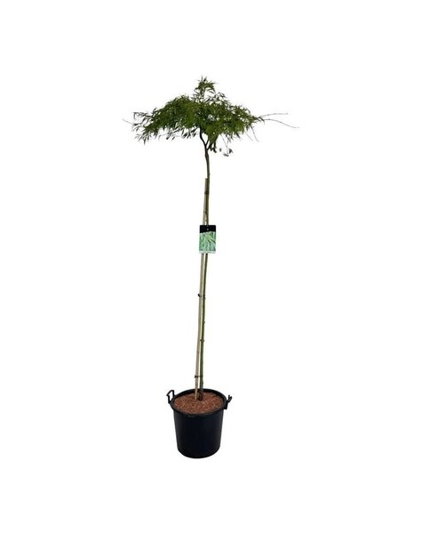 Acer