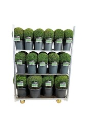 Buxus sempervirens