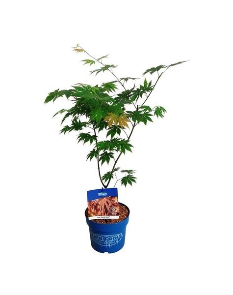 Acer