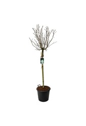 Lilak Syringa Mme Lemoine