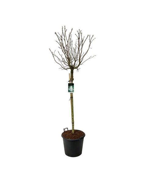 Syringa