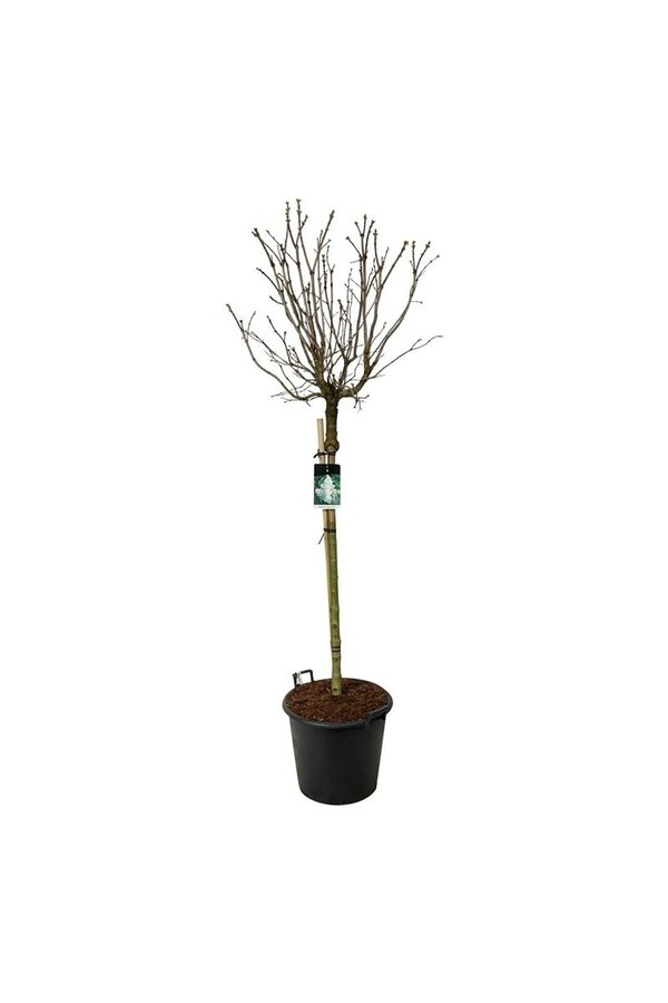 Lilak Syringa Mme Lemoine