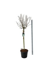 Lilak Syringa Mme Lemoine