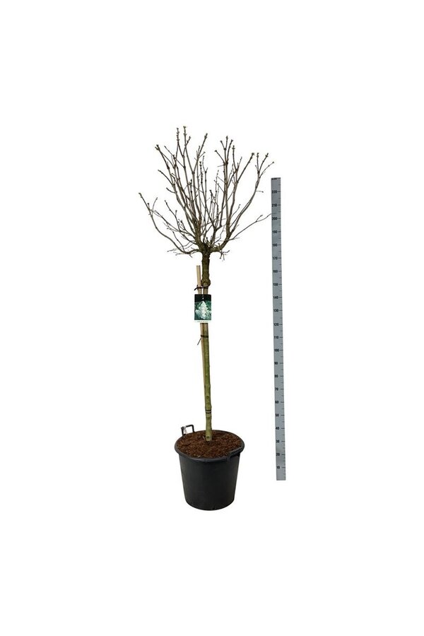 Lilak Syringa Mme Lemoine