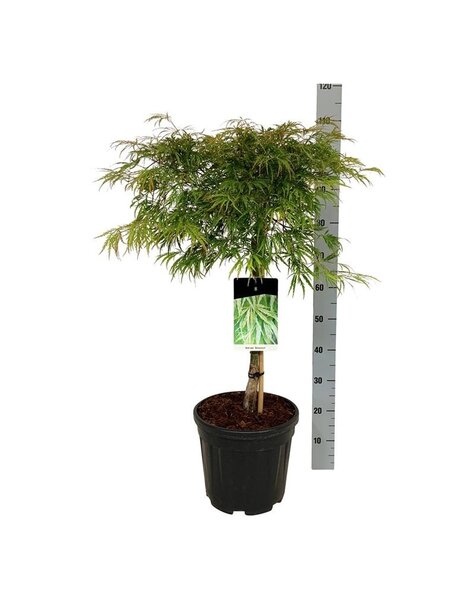 Acer