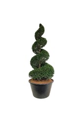 Cis pospolity Taxus baccata