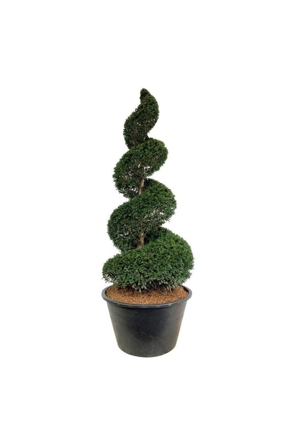 Cis pospolity Taxus baccata