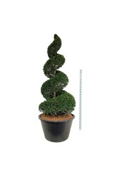 Cis pospolity Taxus baccata