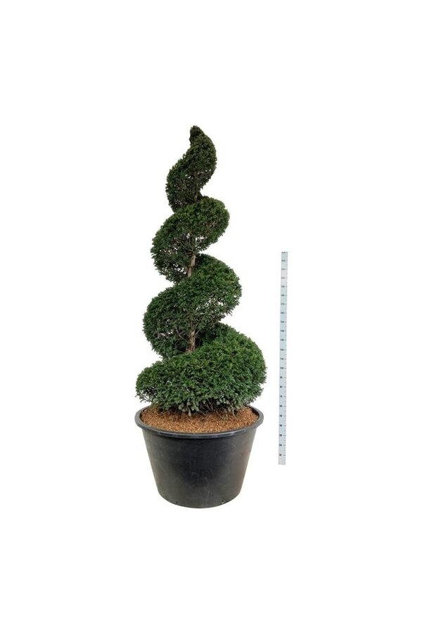 Cis pospolity Taxus baccata