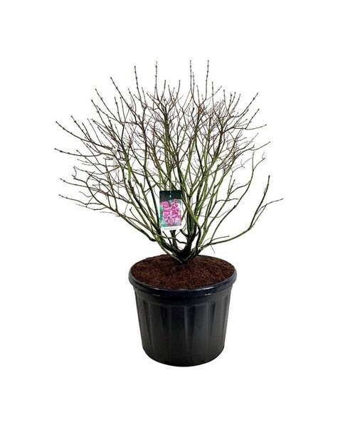 Syringa