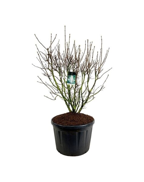 Syringa