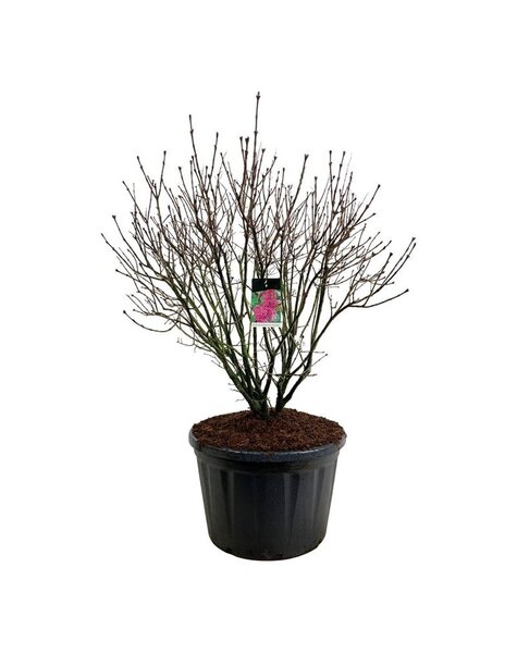 Syringa