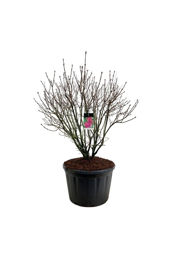 Bez Syringa And. an Ludwig Späth