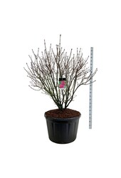 Bez Syringa And. an Ludwig Späth