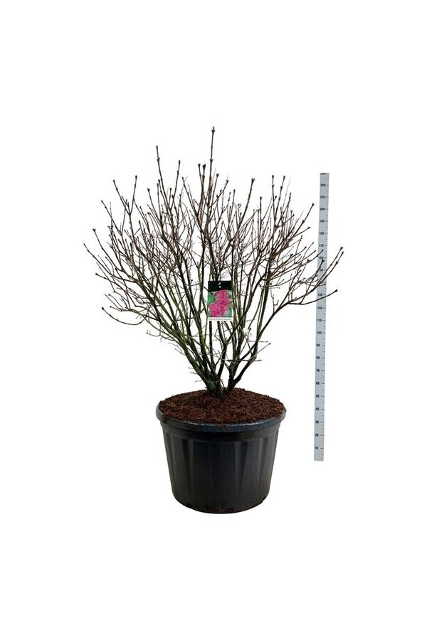 Bez Syringa And. an Ludwig Späth