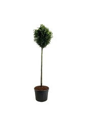Laurowiśnia portugalska Prunus Genolia ®