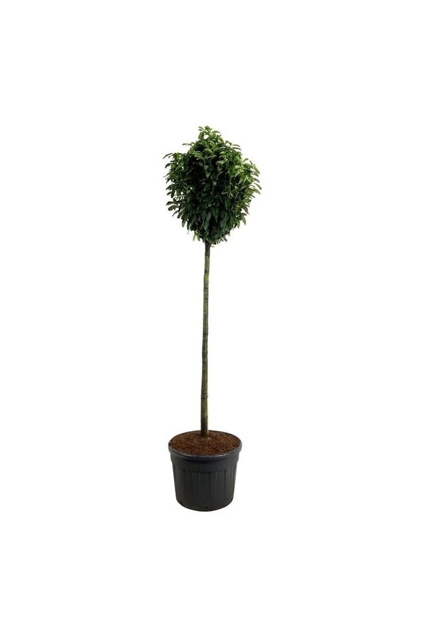 Laurowiśnia portugalska Prunus Genolia ®
