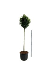Laurowiśnia portugalska Prunus Genolia ®