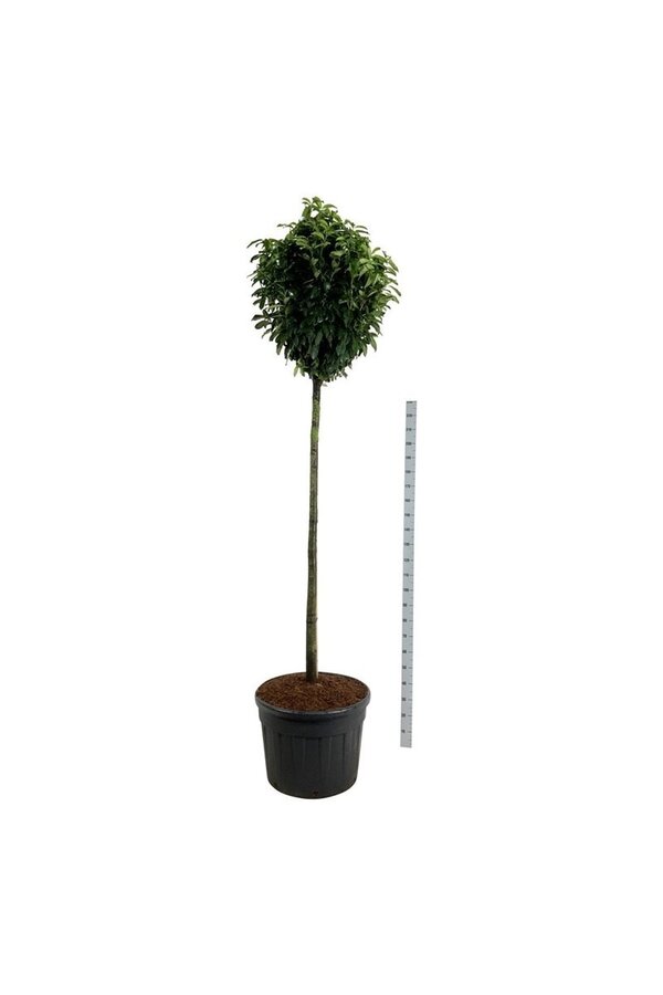 Laurowiśnia portugalska Prunus Genolia ®