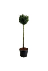 Laurowiśnia portugalska Prunus Otto Luyken