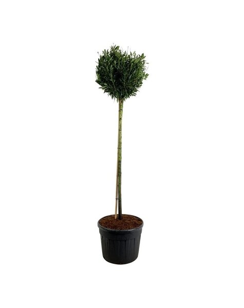Prunus