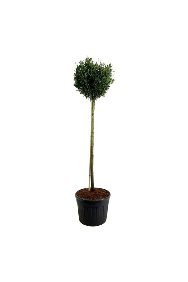 Laurowiśnia portugalska Prunus Otto Luyken
