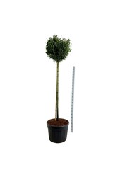 Laurowiśnia portugalska Prunus Otto Luyken