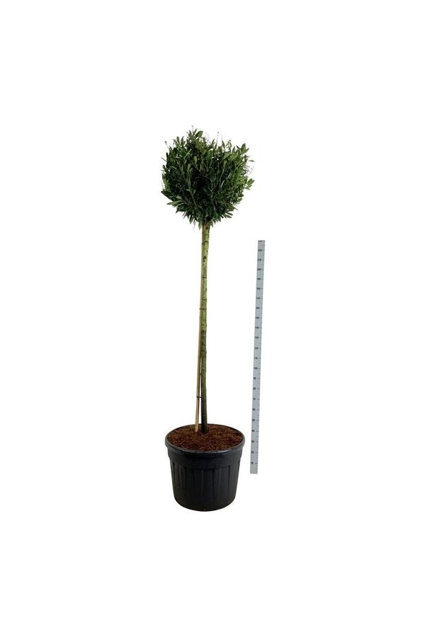 Laurowiśnia portugalska Prunus Otto Luyken