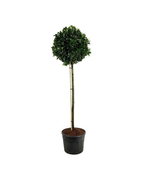 Prunus