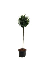 Laurowiśnia portugalska Prunus Caucasica