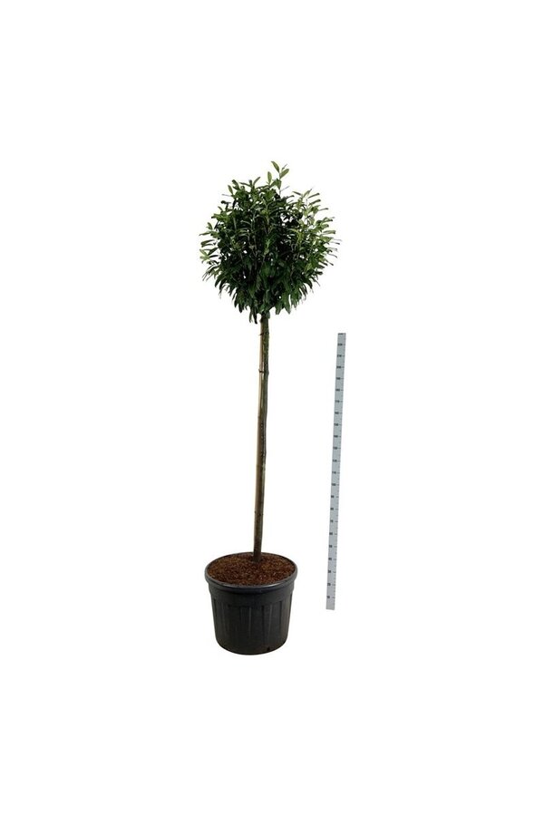 Laurowiśnia portugalska Prunus Caucasica