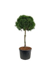 Sosna zwyczajna Pinus sylvestris