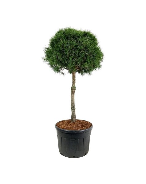 Pinus