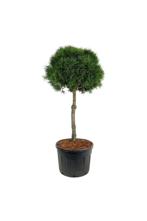 Sosna zwyczajna Pinus sylvestris