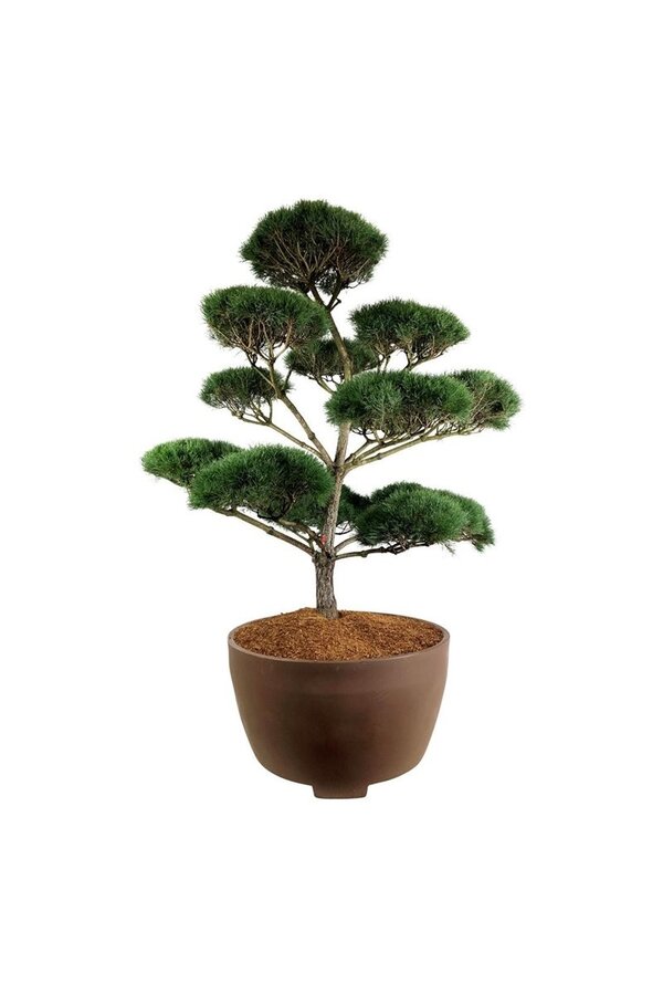 Sosna zwyczajna Pinus sylvestris