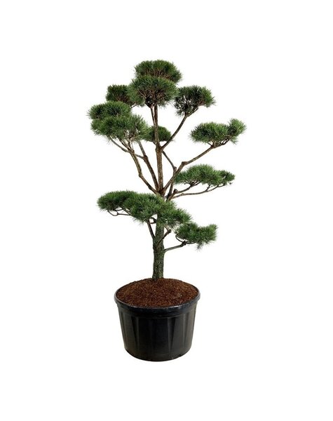Pinus