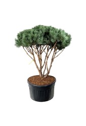 Sosna Pinus Watereri