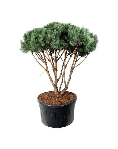 Pinus
