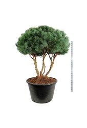 Sosna Pinus Watereri