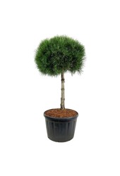 Sosna Pinus nigra nigra