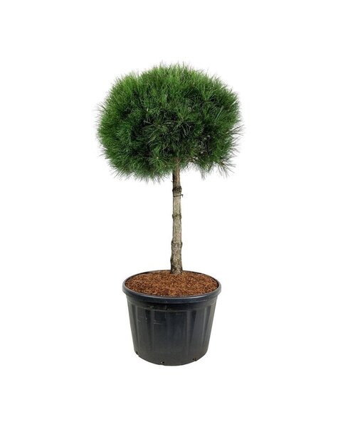 Pinus