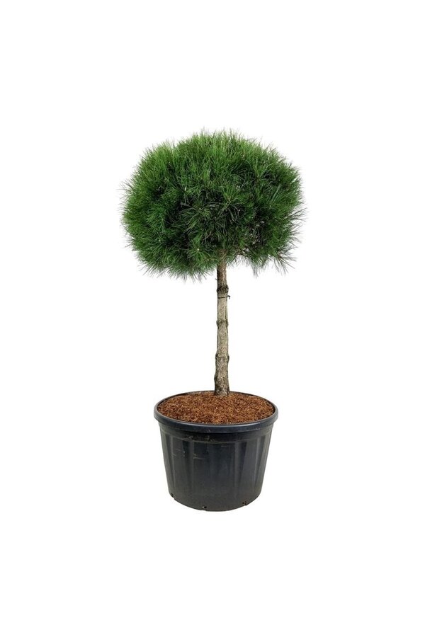 Sosna Pinus nigra nigra