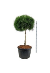 Sosna Pinus nigra nigra